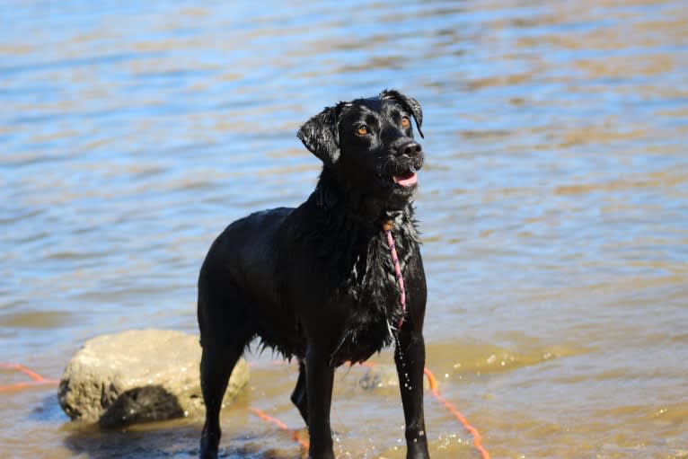 Izzy, a Labrador Retriever and Siberian Husky mix tested with EmbarkVet.com