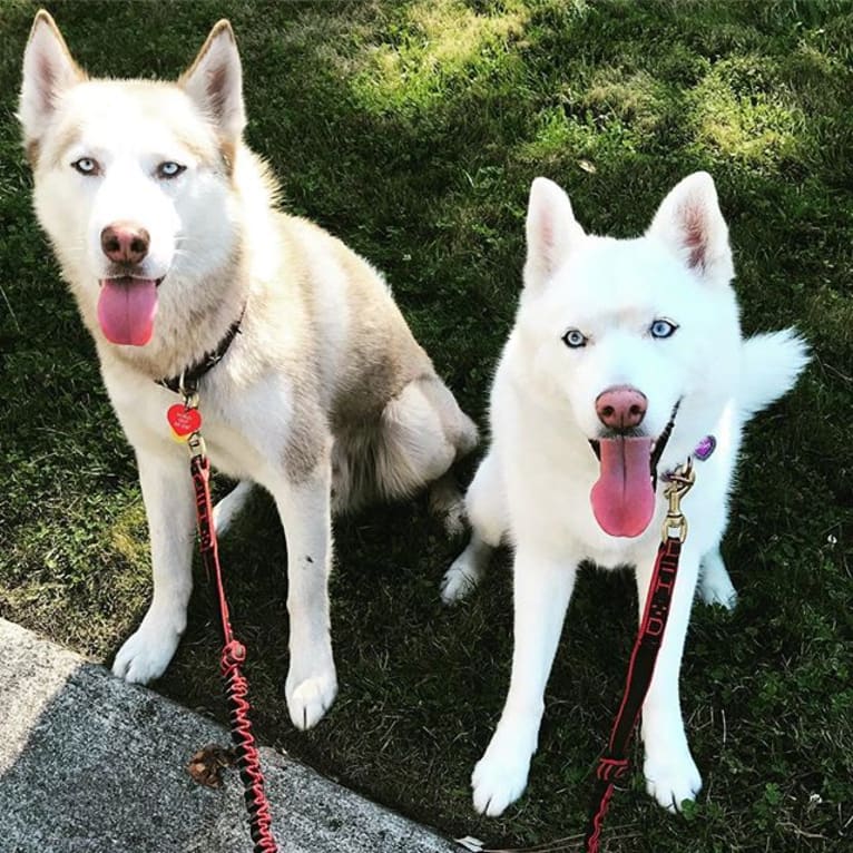 Marley, a Siberian Husky tested with EmbarkVet.com