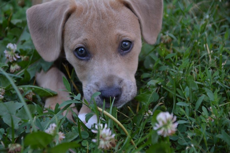 Lila, an American Pit Bull Terrier and Labrador Retriever mix tested with EmbarkVet.com