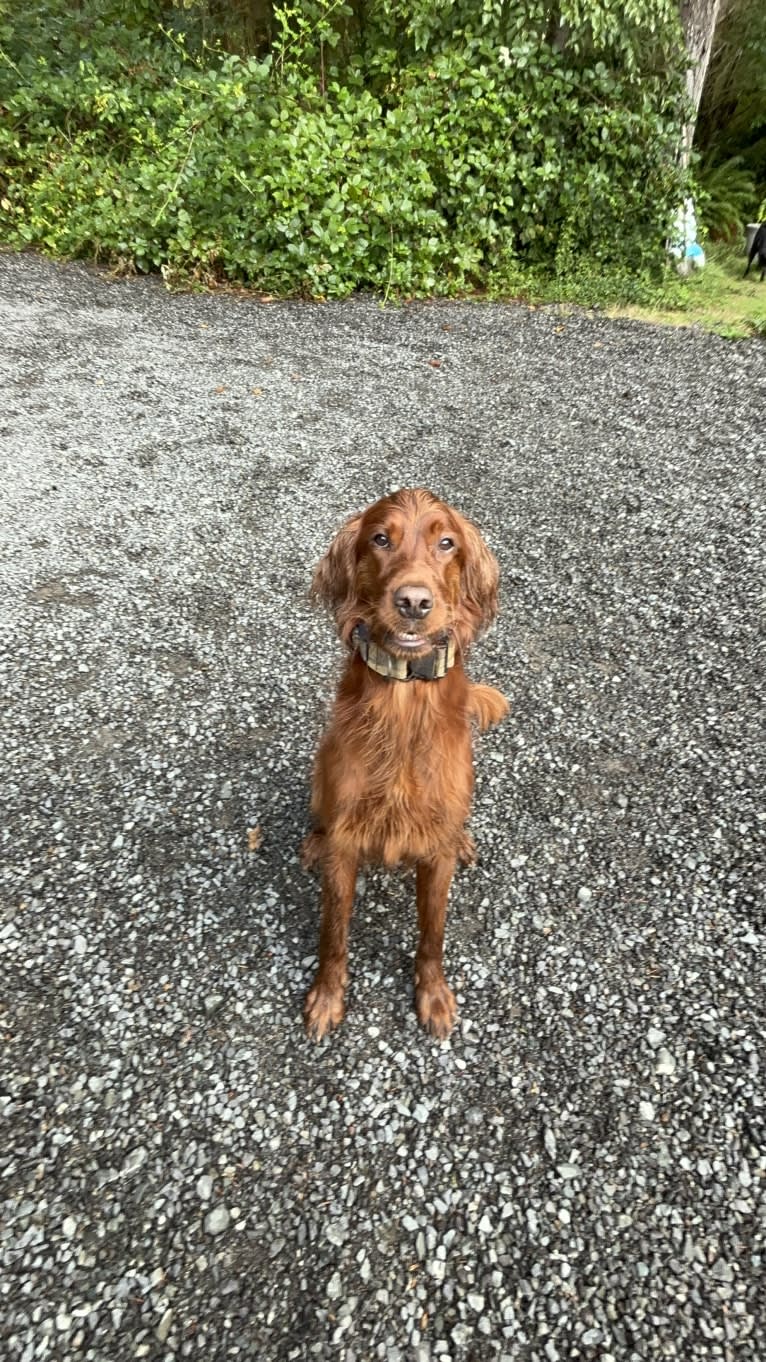 Riley Oisín, an Irish Setter tested with EmbarkVet.com