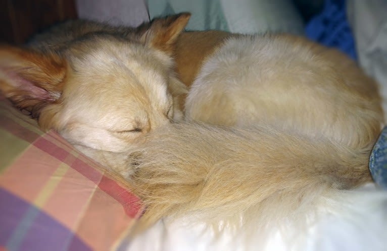 Roxy, a Siberian Husky and Labrador Retriever mix tested with EmbarkVet.com