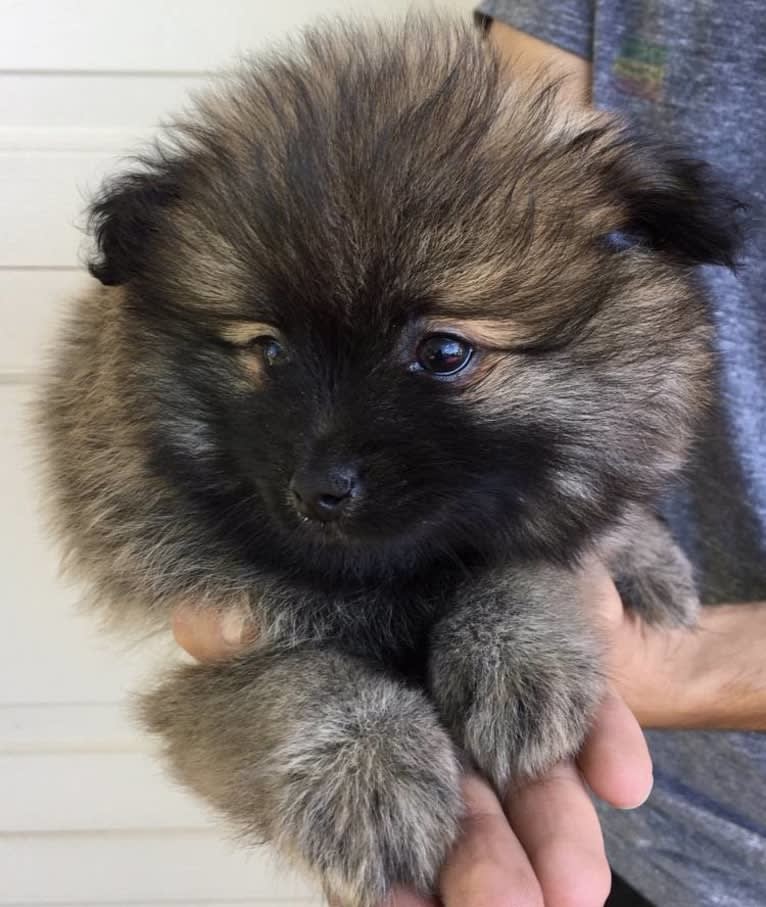 Grizzy, a Pomeranian tested with EmbarkVet.com