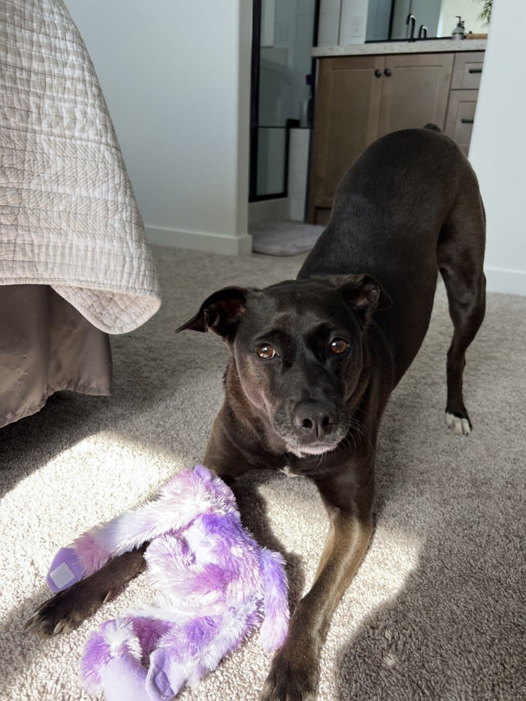 Riley, a Mountain Cur and Rat Terrier mix tested with EmbarkVet.com