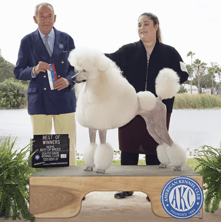 Mia, a Poodle (Standard) tested with EmbarkVet.com