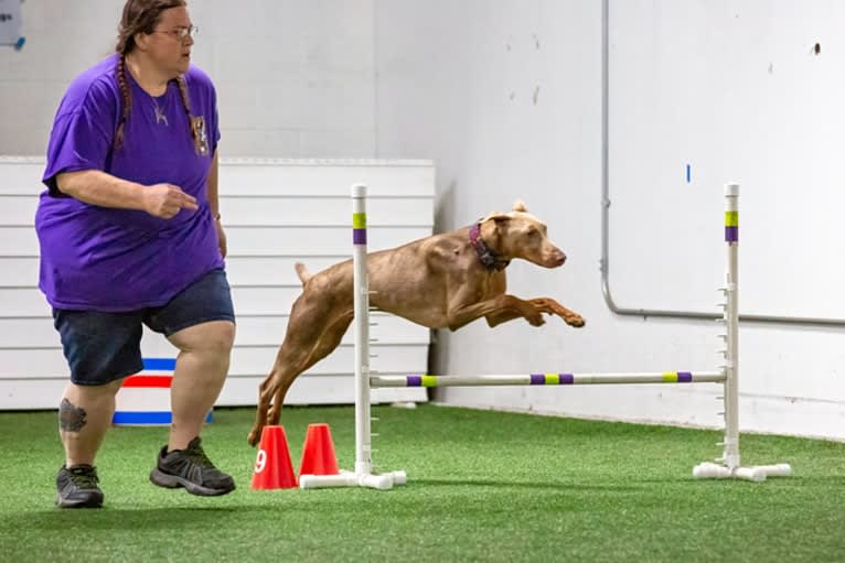 Titan, a Doberman Pinscher tested with EmbarkVet.com