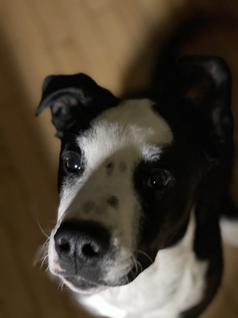 Snoopy, a Golden Retriever and Australian Cattle Dog mix tested with EmbarkVet.com