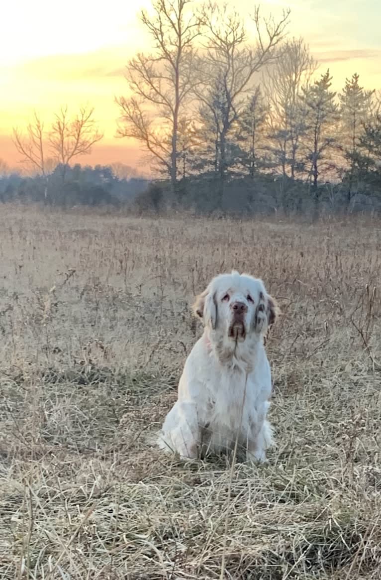 Jackson, a Clumber Spaniel tested with EmbarkVet.com