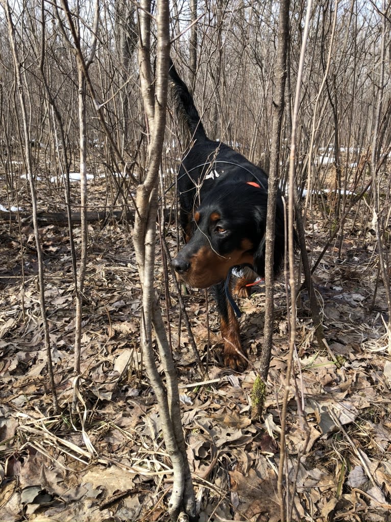 Bogie, a Gordon Setter tested with EmbarkVet.com