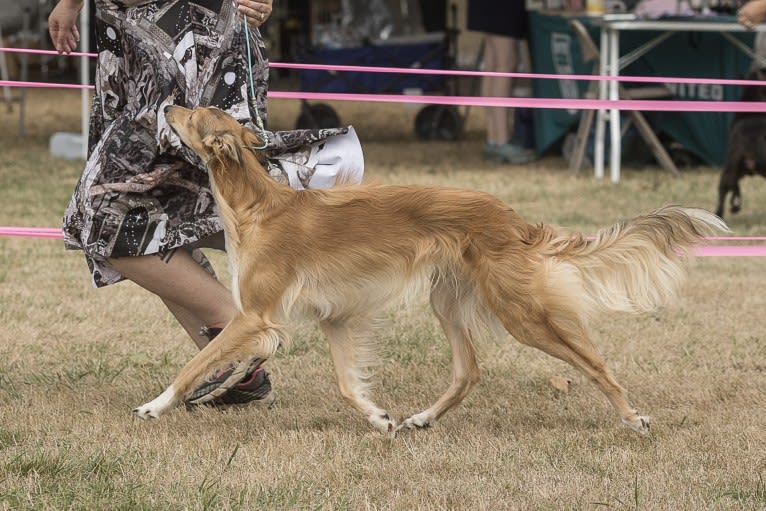 Dresden, a Silken Windhound tested with EmbarkVet.com