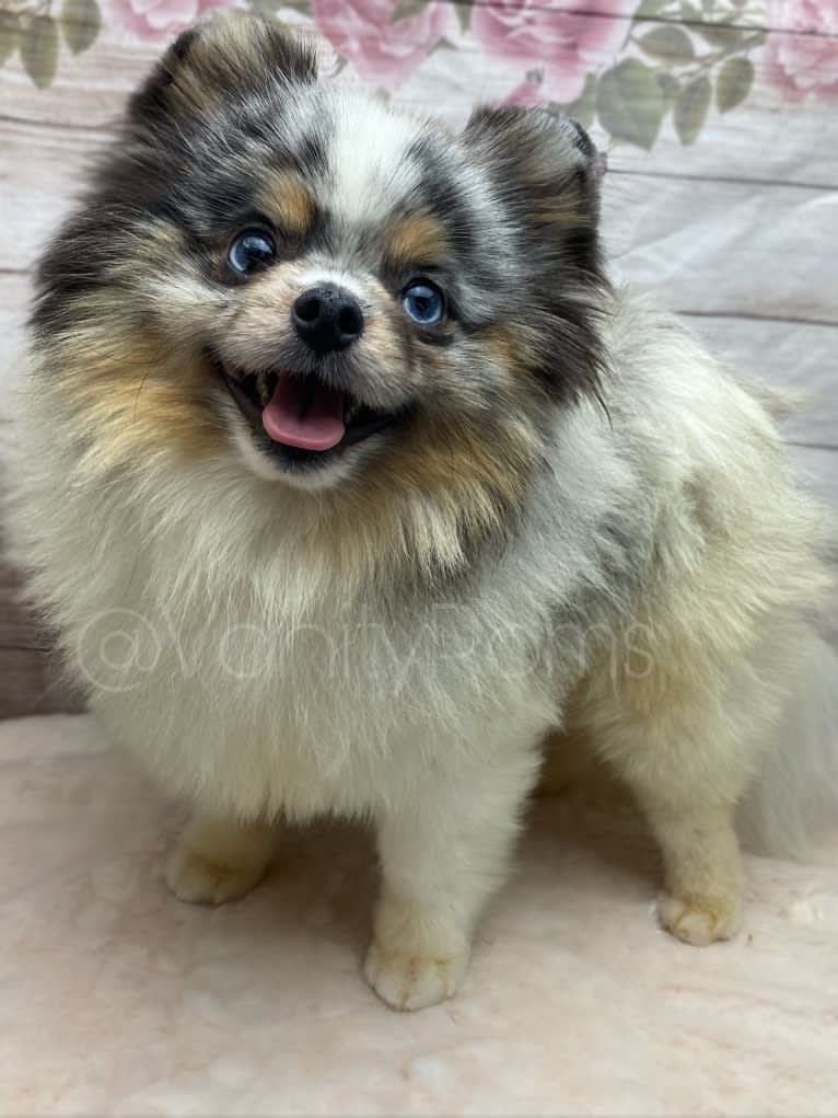 Milo, a Pomeranian tested with EmbarkVet.com
