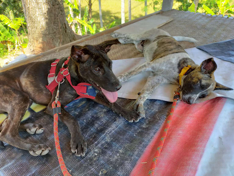 Bodhi, a Southeast Asian Village Dog tested with EmbarkVet.com