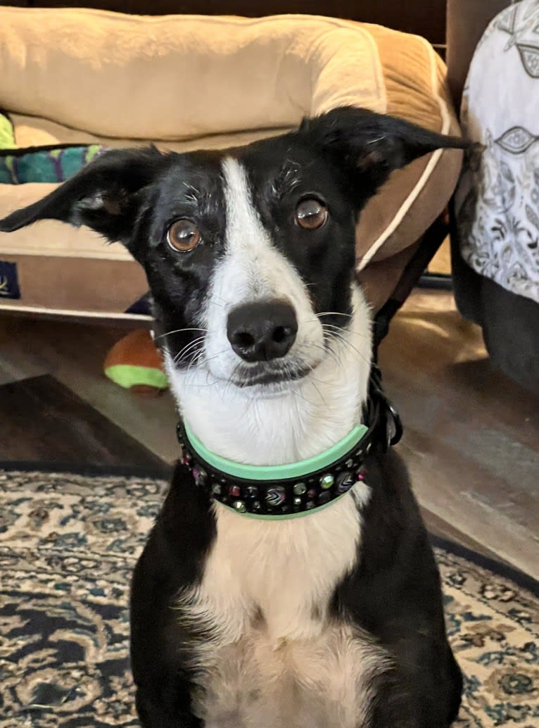 Zen, a Border Collie and Greyhound mix tested with EmbarkVet.com