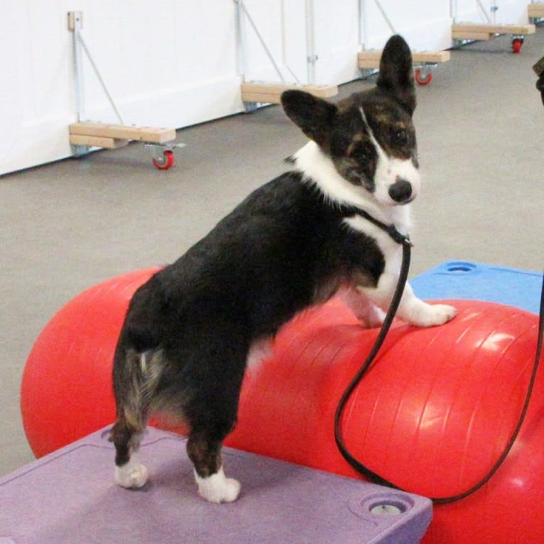 Sonny, a Pembroke Welsh Corgi tested with EmbarkVet.com