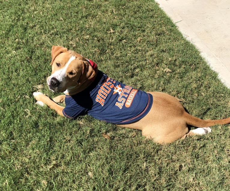 Byron, an American Pit Bull Terrier and Labrador Retriever mix tested with EmbarkVet.com