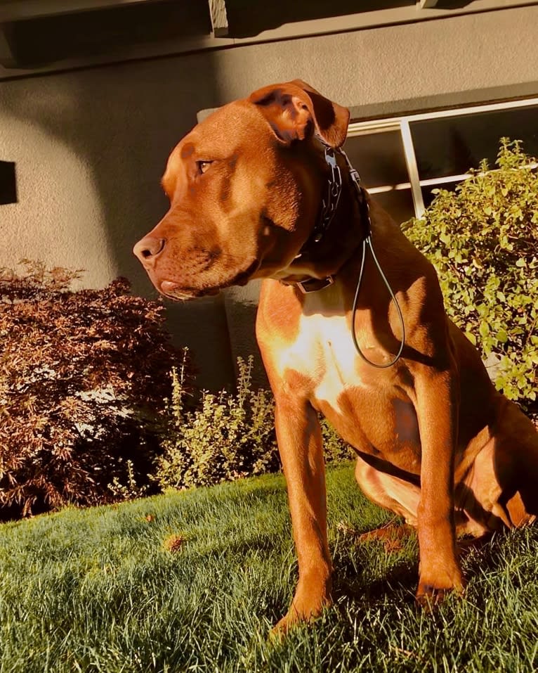 Jasper, an American Bully tested with EmbarkVet.com