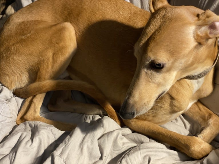 Guapo, a Spanish Galgo tested with EmbarkVet.com