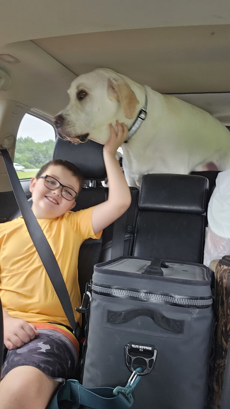 Riggs, a Great Pyrenees and Great Dane mix tested with EmbarkVet.com