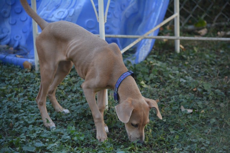 Lila, an American Pit Bull Terrier and Labrador Retriever mix tested with EmbarkVet.com