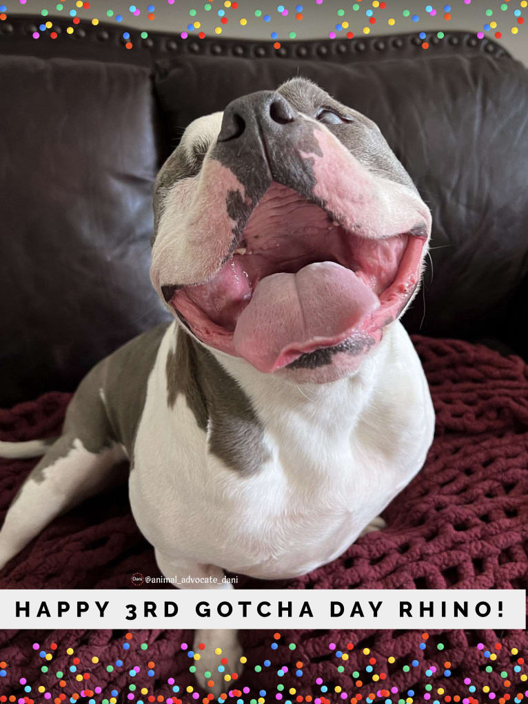 Rhino, an American Bully and Bulldog mix tested with EmbarkVet.com
