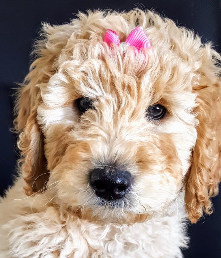 Sailor, a Goldendoodle tested with EmbarkVet.com