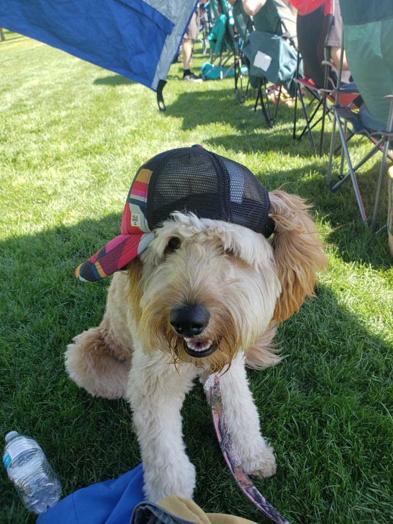 Willow, a Goldendoodle tested with EmbarkVet.com