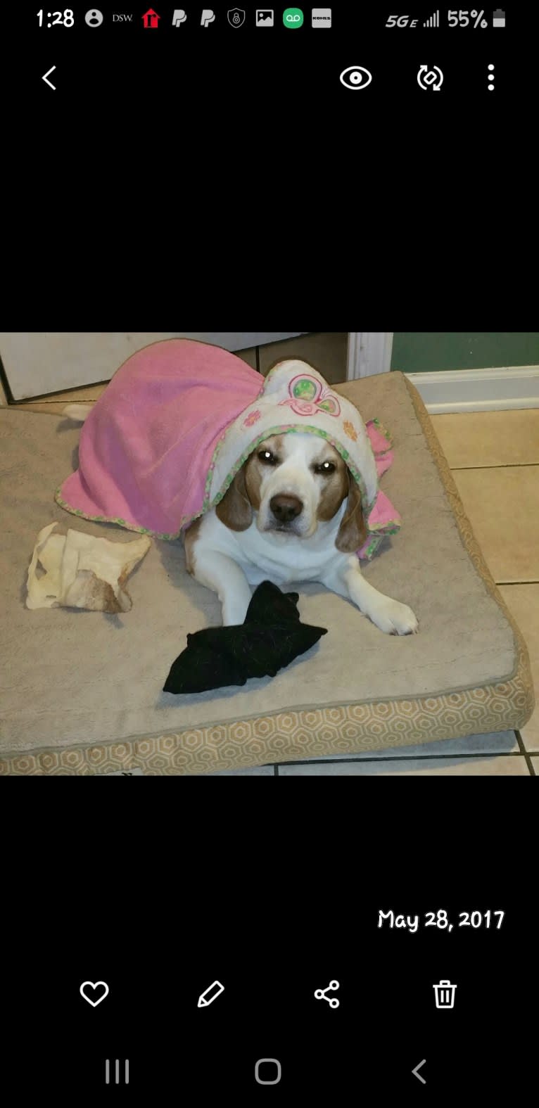 BB (Big Boy), a Beagle tested with EmbarkVet.com