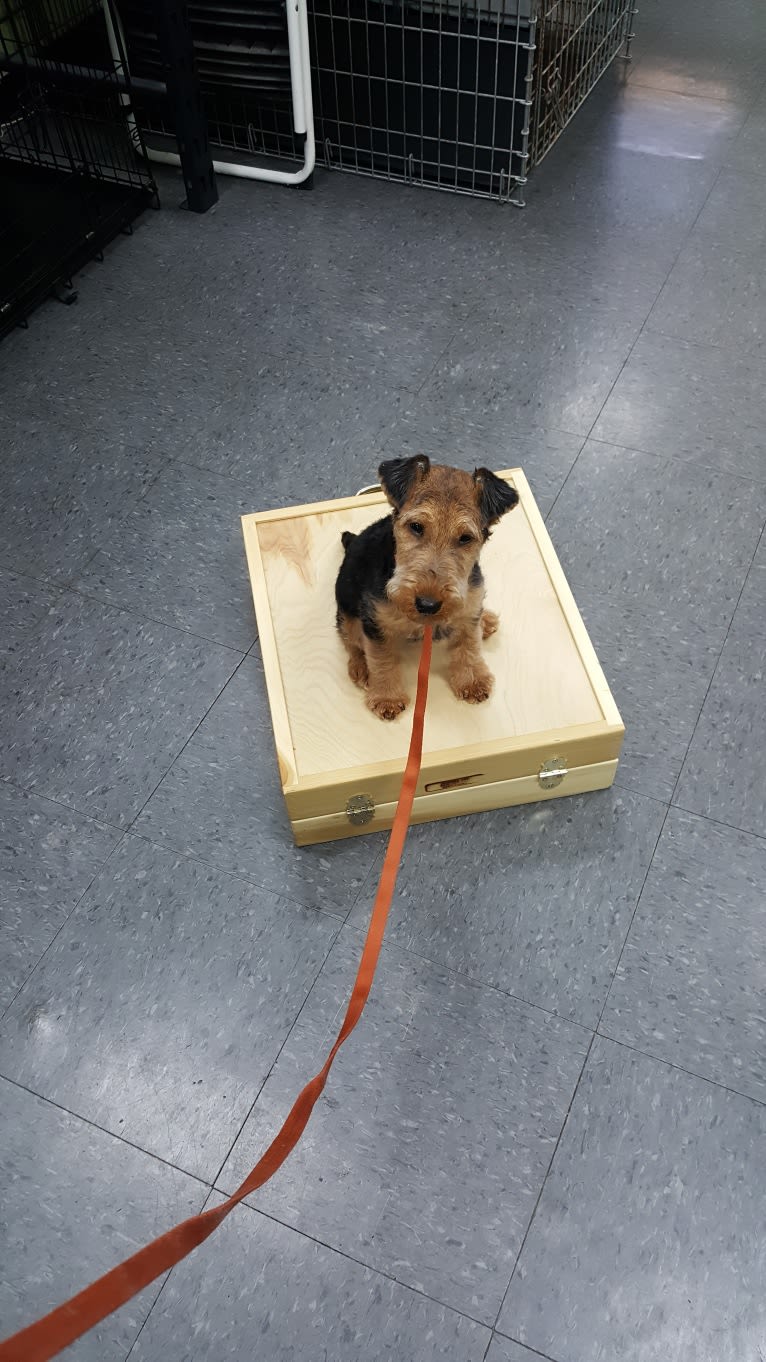 Sunny, a Welsh Terrier tested with EmbarkVet.com