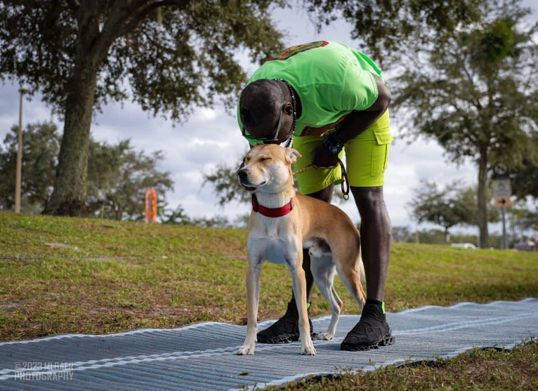 Loomy, a Carolina Dog tested with EmbarkVet.com