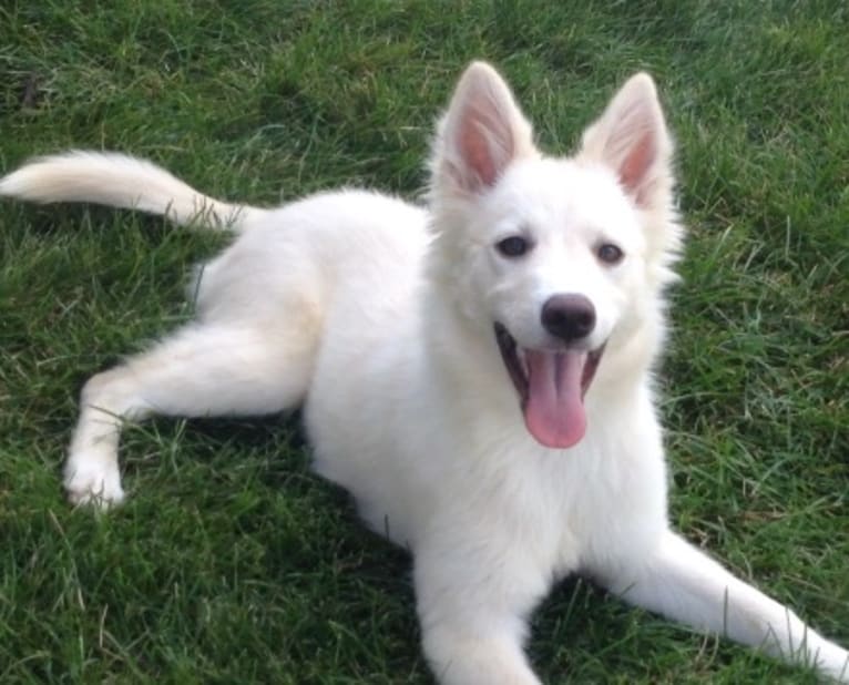 Kia, a German Shepherd Dog and Siberian Husky mix tested with EmbarkVet.com