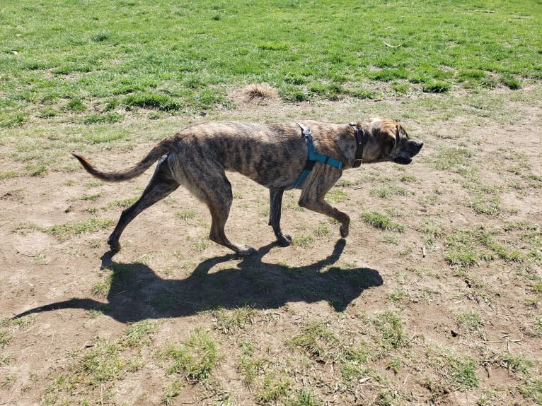 Brindley, a Great Pyrenees and Catahoula Leopard Dog mix tested with EmbarkVet.com