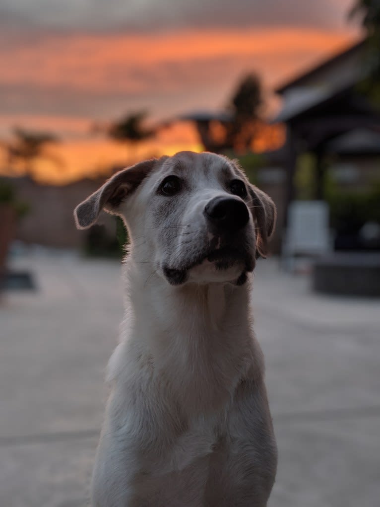 Juno, a Labrador Retriever and Siberian Husky mix tested with EmbarkVet.com