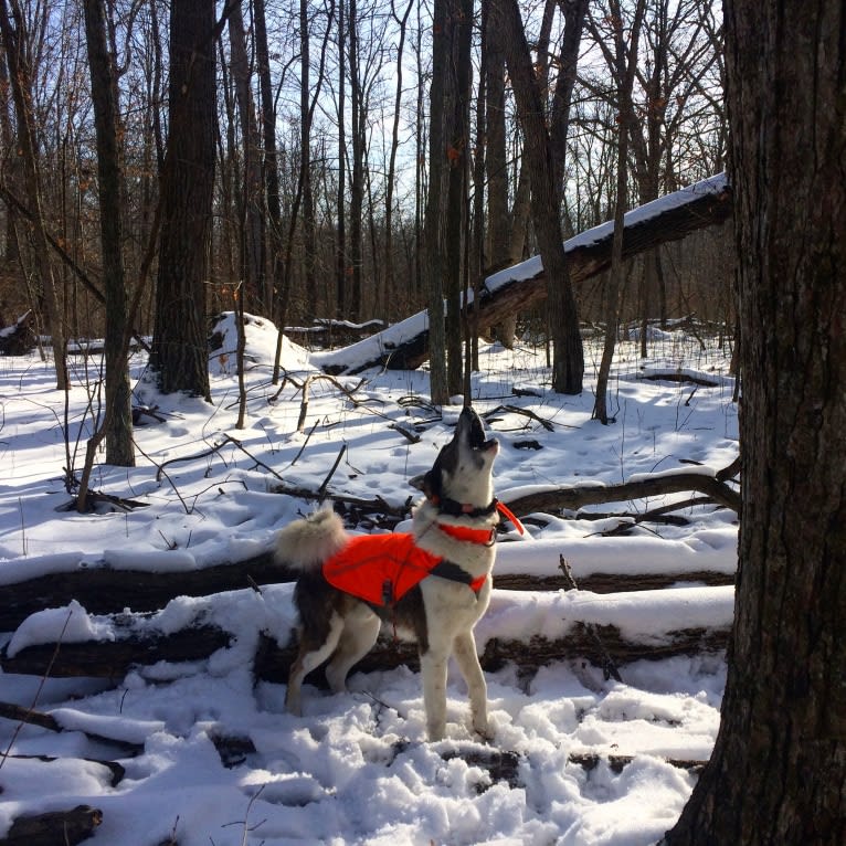 Flint, a West Siberian Laika tested with EmbarkVet.com