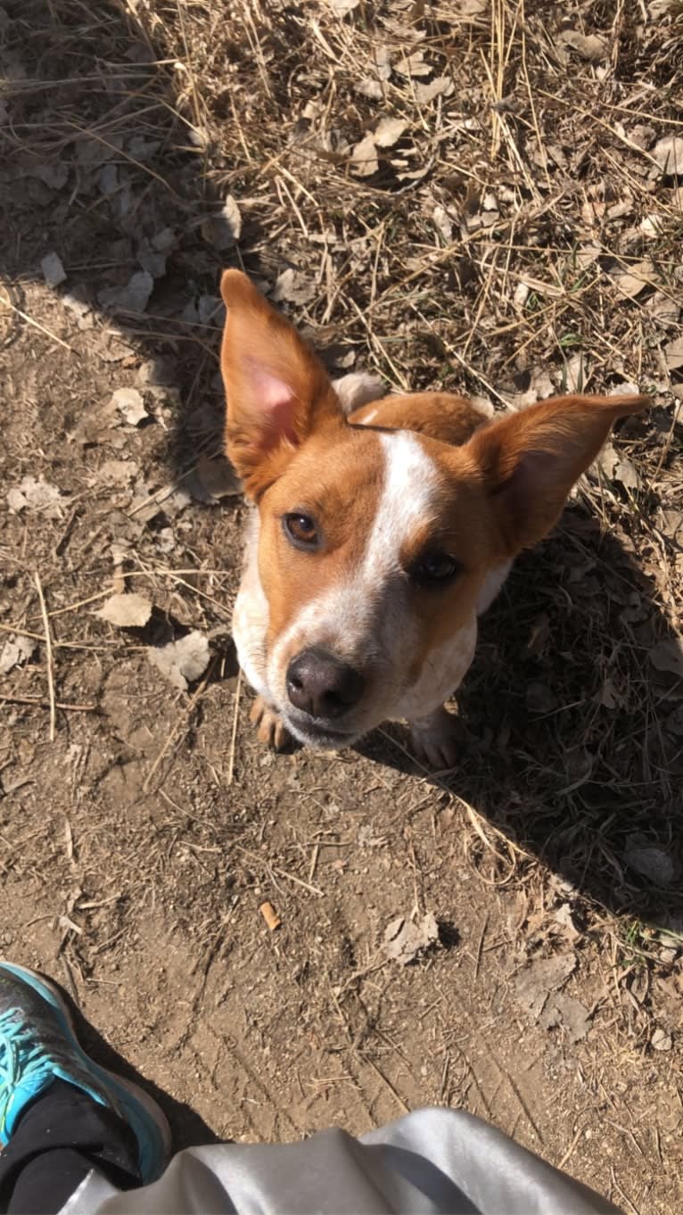 Gabby, an Australian Cattle Dog and American Pit Bull Terrier mix tested with EmbarkVet.com