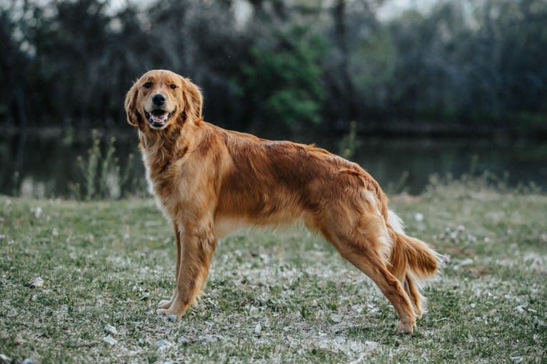 Cooper's Doc Holli Day, a Golden Retriever tested with EmbarkVet.com