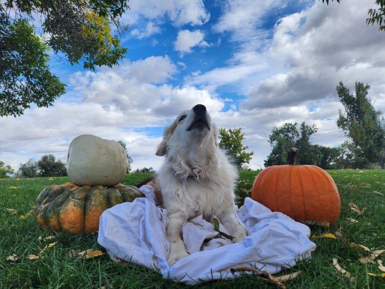 LIKE A RIVER FLOWS "Leilo", a Great Pyrenees and Australian Shepherd mix tested with EmbarkVet.com