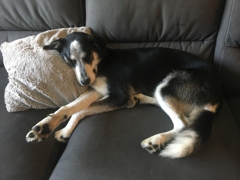 Rambo, a Siberian Husky and Rottweiler mix tested with EmbarkVet.com