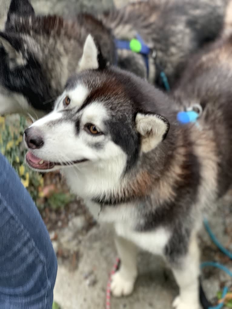 Anika, a Siberian Husky and Alaskan Malamute mix tested with EmbarkVet.com