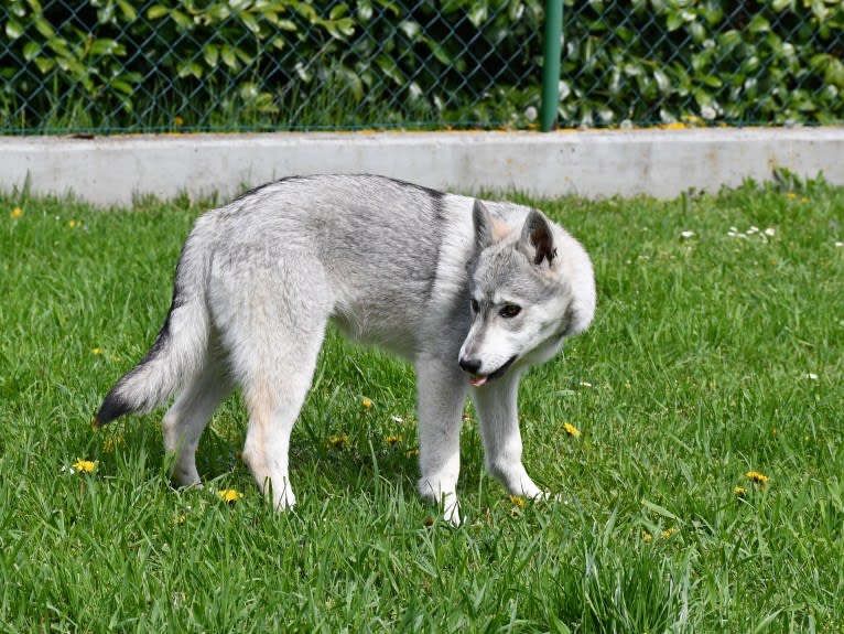 Dawn, a Czechoslovakian Vlcak and Siberian Husky mix tested with EmbarkVet.com