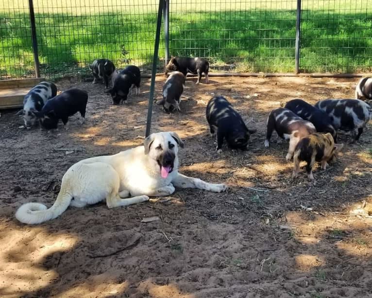 Ziva the Diva, an Anatolian Shepherd Dog tested with EmbarkVet.com