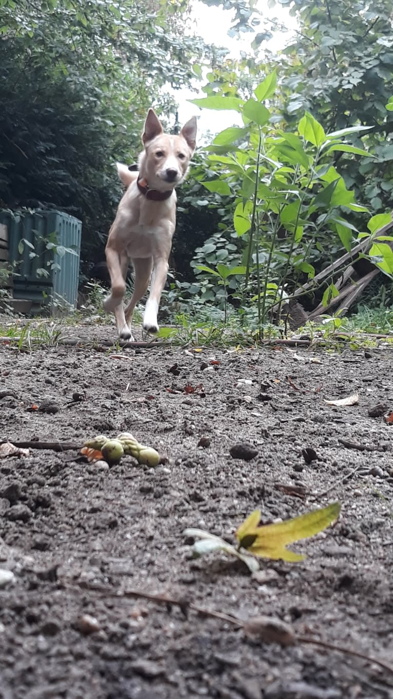 Abbie, a Canaan Dog tested with EmbarkVet.com