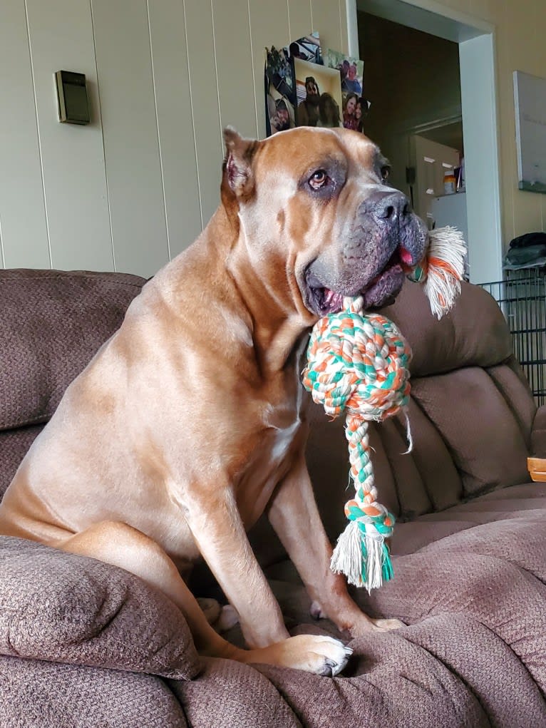 Dredd, a Cane Corso tested with EmbarkVet.com