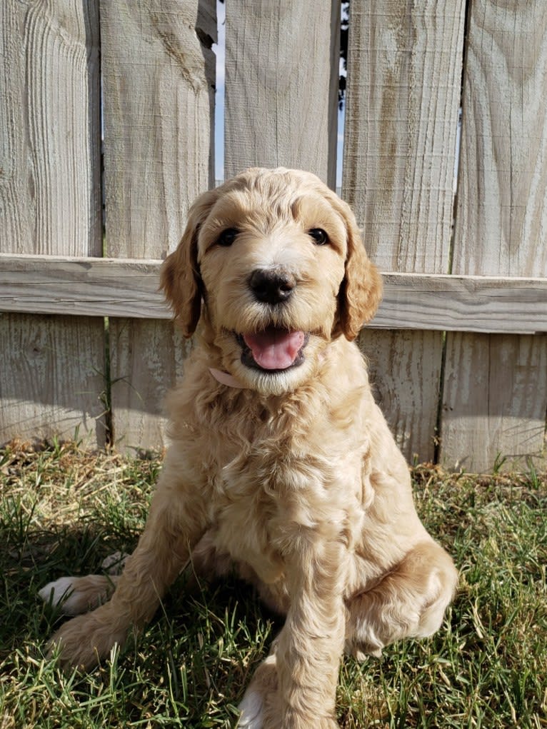 Snow (Mabel), a Goldendoodle tested with EmbarkVet.com