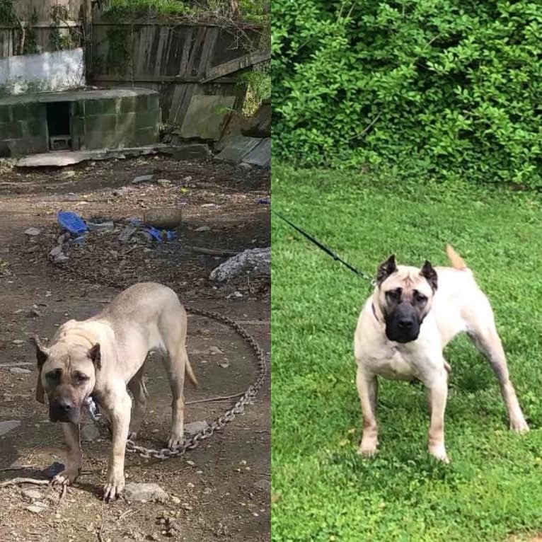 zerah, a Perro de Presa Canario tested with EmbarkVet.com