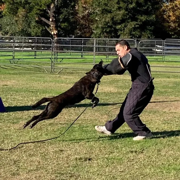 Static, a Dutch Shepherd tested with EmbarkVet.com