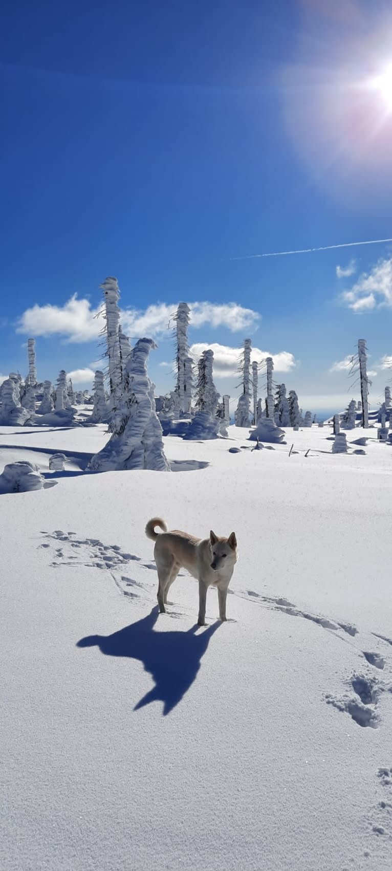 Widu, a Canaan Dog tested with EmbarkVet.com