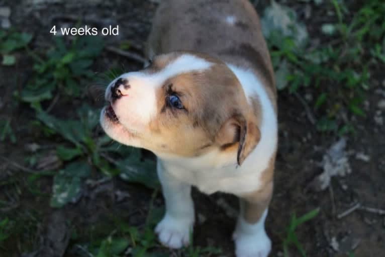 Thor, a Boston Terrier and Siberian Husky mix tested with EmbarkVet.com