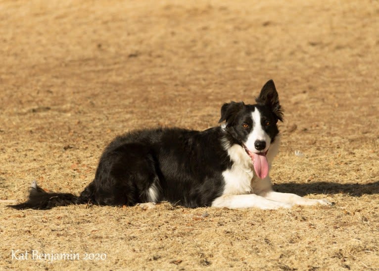 Skippity Doo Dah, a Border Collie tested with EmbarkVet.com