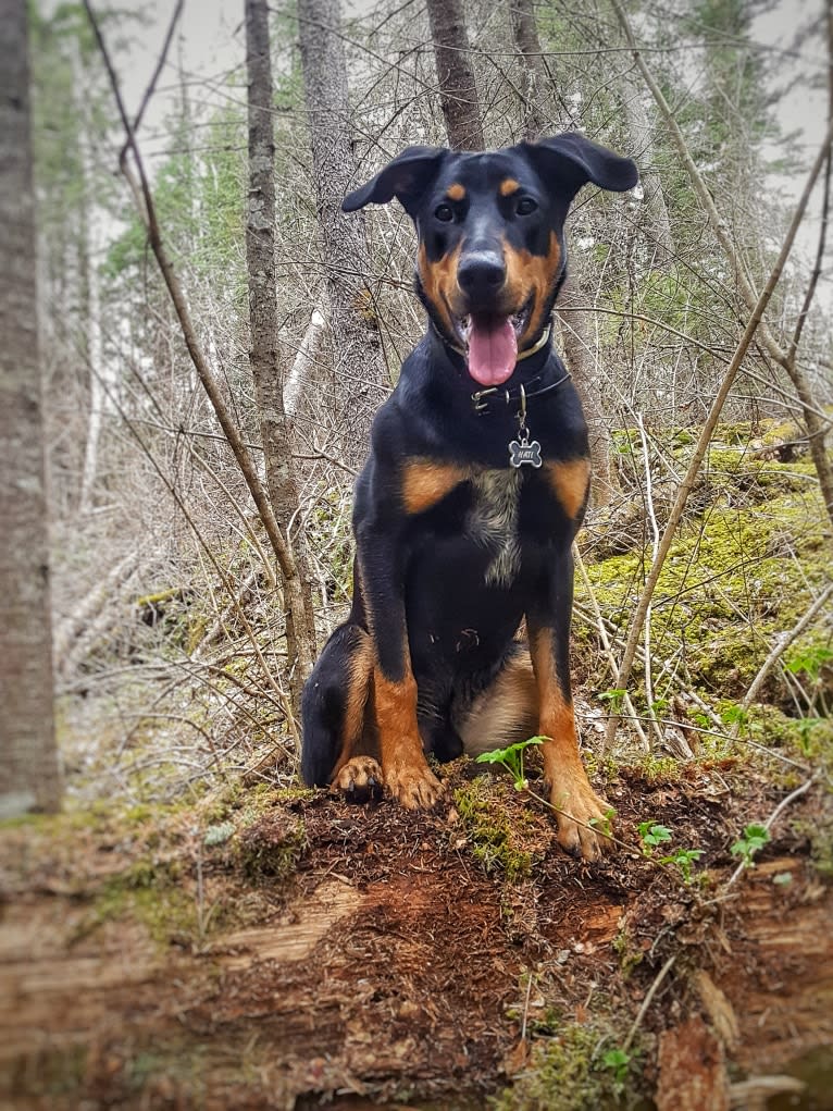 Hati, a Doberman Pinscher and German Shepherd Dog mix tested with EmbarkVet.com