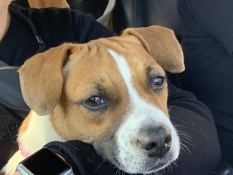 Maggie, a Boston Terrier and Beagle mix tested with EmbarkVet.com