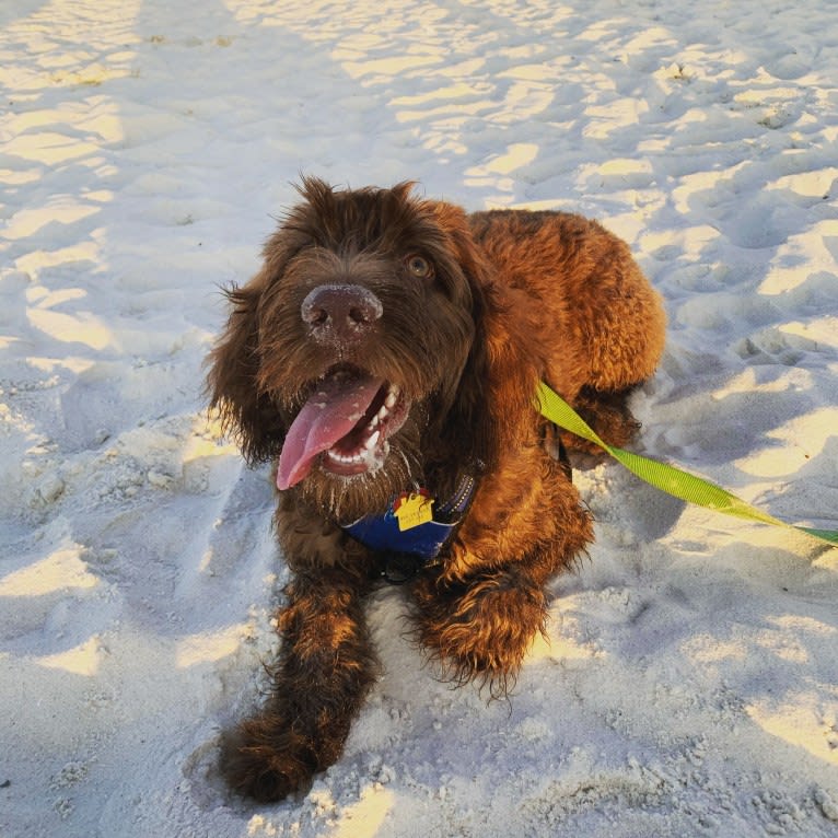 Finn, a Poodle (Standard) and Australian Shepherd mix tested with EmbarkVet.com